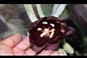 八角蓮-花蕊0.jpg