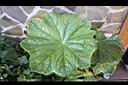 八角蓮-葉正0.jpg