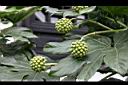 八角金盤-實01.JPG
