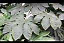八角金盤-葉03.JPG