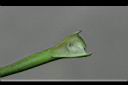 八角金盤-葉柄1.JPG