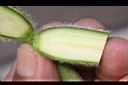 冬瓜-瓜縱切面1.JPG