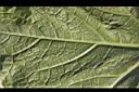 冬瓜-葉背毛01.JPG
