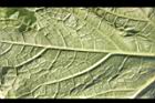 冬瓜-葉背毛00.JPG