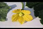 冬瓜-雌花04.JPG