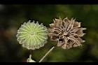 磨盤草-實02.JPG