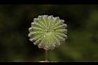 磨盤草-實05.JPG