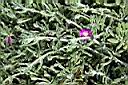 冰晶花-枝葉02.JPG