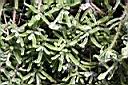 冰晶花-枝葉04.JPG