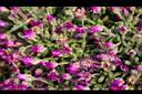 冰晶花-花-閉05.jpg