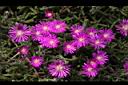 冰晶花-花04.JPG