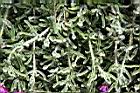 冰晶花-枝葉01.JPG