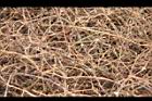 冰晶花-枯莖1.JPG