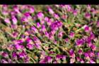冰晶花-花-閉03.jpg