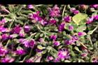 冰晶花-花-閉04.jpg