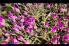 冰晶花-花-閉06.jpg