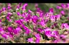 冰晶花-花-閉07.jpg