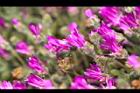 冰晶花-花-閉08.jpg