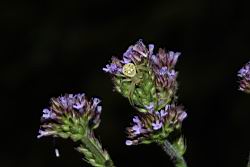 凌亂馬鞭草-花序80.JPG