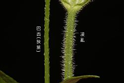 凌亂馬鞭草-莖04.JPG