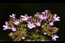 凌亂馬鞭草-花00.JPG
