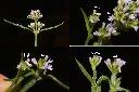 凌亂馬鞭草-花序2.jpg