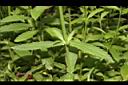 凌亂馬鞭草-葉01.JPG