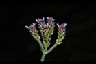 凌亂馬鞭草-花序58.JPG