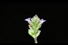 凌亂馬鞭草-花序75.JPG