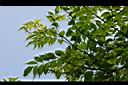 凌宵花-枝葉2.jpg
