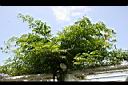 凌宵花-枝葉4.jpg