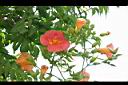 凌宵花-花.jpg
