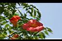 凌宵花-花04.jpg