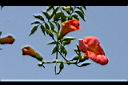 凌宵花-花06.jpg