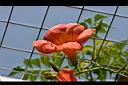 凌宵花-花08.jpg