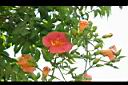 凌宵花-花19.jpg