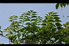凌宵花-枝葉3.jpg