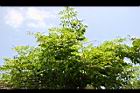 凌宵花-枝葉5.jpg