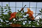 凌宵花-花16.jpg