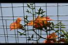 凌宵花-花17.jpg