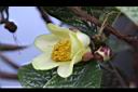 凹脈金花茶-花08.JPG