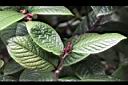 凹脈金花茶-花芽02.JPG