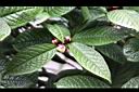凹脈金花茶-花苞00.JPG