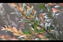 凹葉越橘-花苞02.JPG