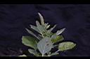 凹葉野莧菜-花序02.JPG