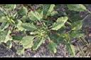 凹葉野莧菜02.JPG