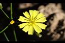刀傷草-花07.jpg