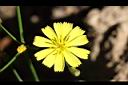 刀傷草-花12.jpg