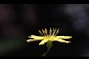 刀傷草-花蕊1.jpg