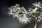 刀傷草-種子134.jpg